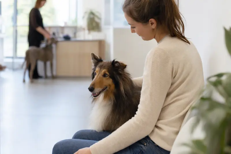 Ein Langhaarcollie sitzt ruhig neben seinem Besitzer im hellen Wartezimmer einer modernen Tierarztpraxis.